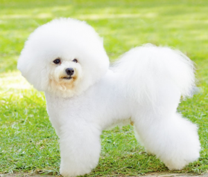 Bichon Frisé e maltês