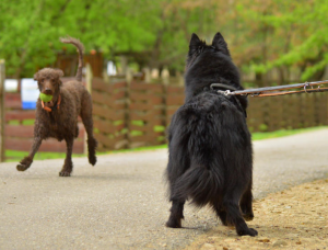 passeador de cachorro onde encontrar
