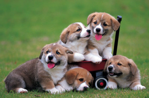 Passeador de cachorrinhos