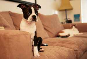 melhor cachorro para apartamento