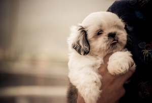 Como escolher cachorro para apartamento
