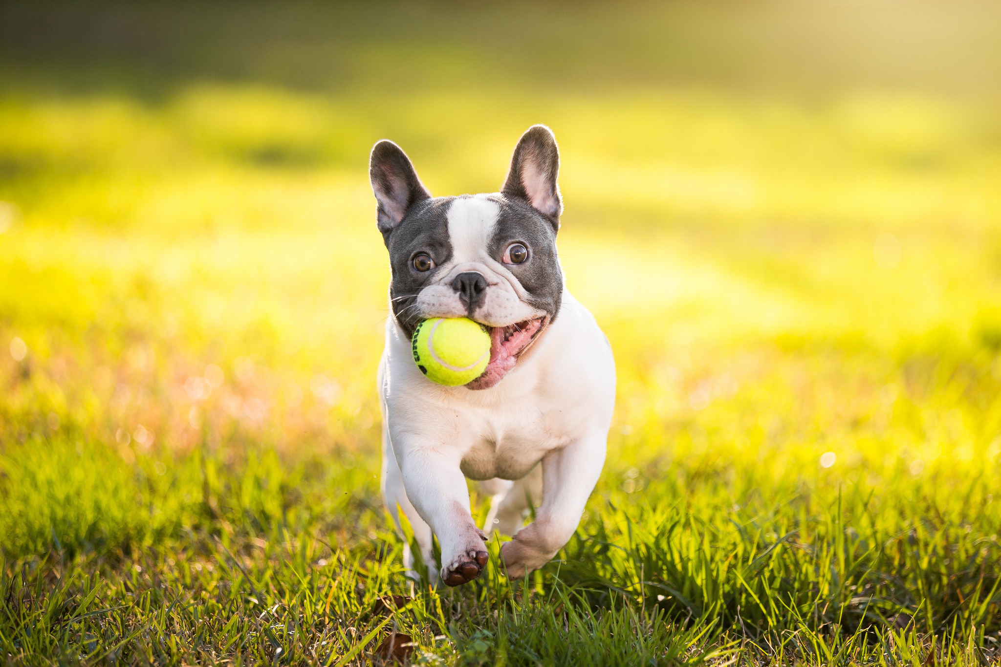 buldog frances