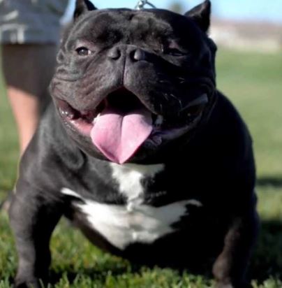 american bully e Bulldog frances