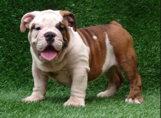 bulldog ingles e Bulldog frances