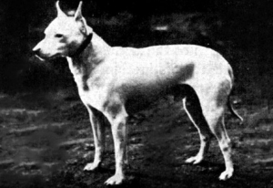 Old White English Terrier e jack russell terrier