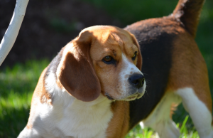 beagle e jack russell