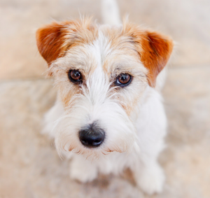 temperamento jack russell