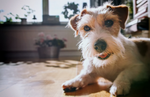 jack russell late muito