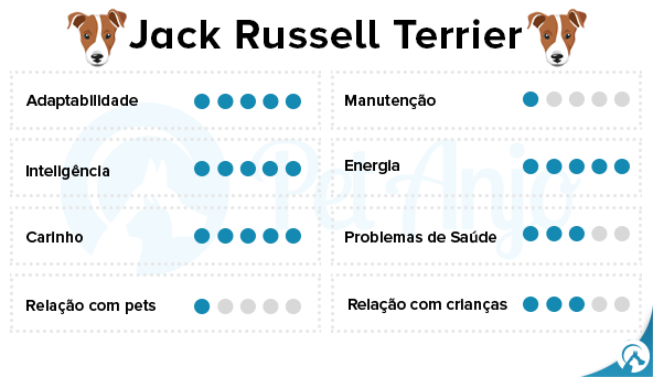 jack russell caracteristicas