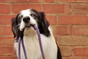 dog-walker-pet-anjo-passeia-com-cachorro-diariamente