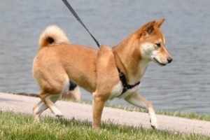 dog-walker-pet-anjo-passeia-com-cachorro-vantagens-de-passear-com-cao