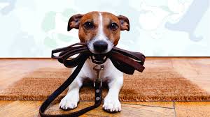 passeador profissional tenha sempre uma coleira extra