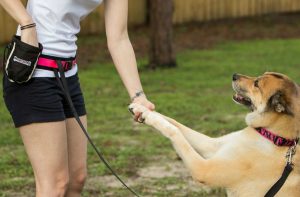dog walker correndo com cachorro
