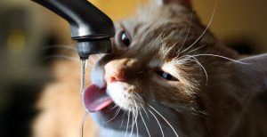 cat-sitter-gato-bebendo-agua cat sitter gato bebendo agua