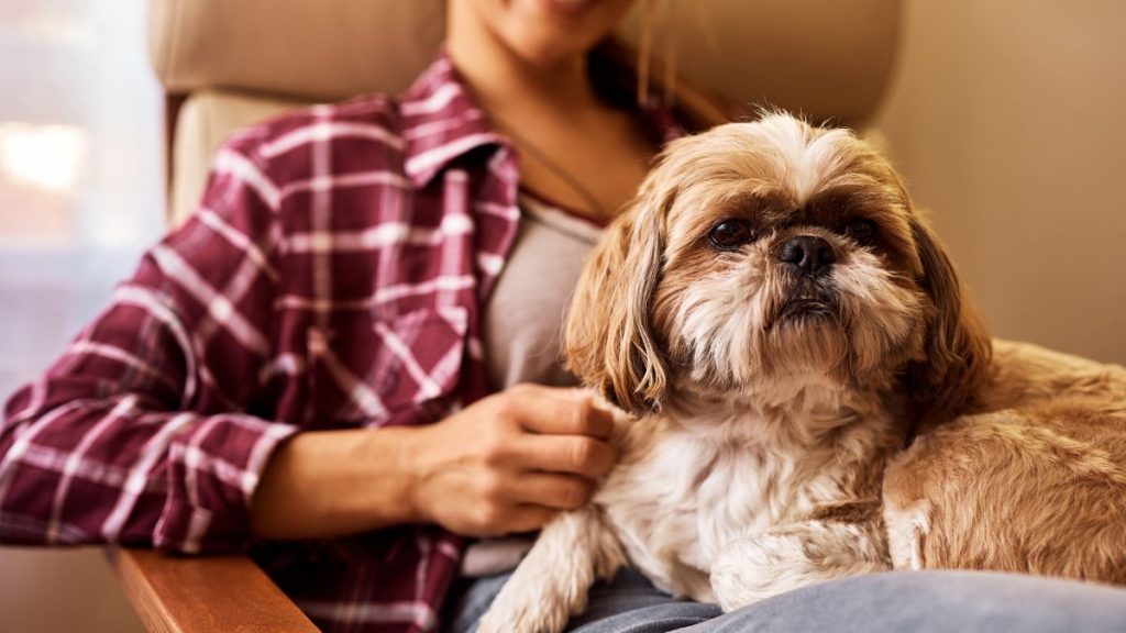 Shih Tzu no colo da tutora