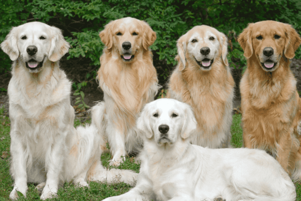 Diversas cores de Golden Retriever