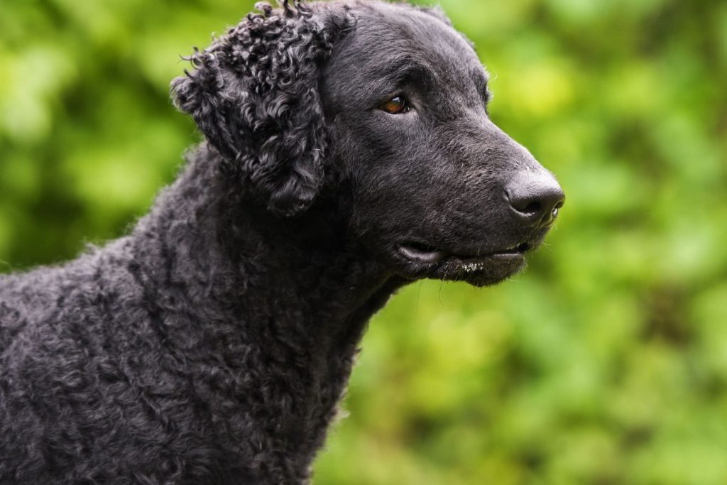 Cachorro Curly-Coated Retriever