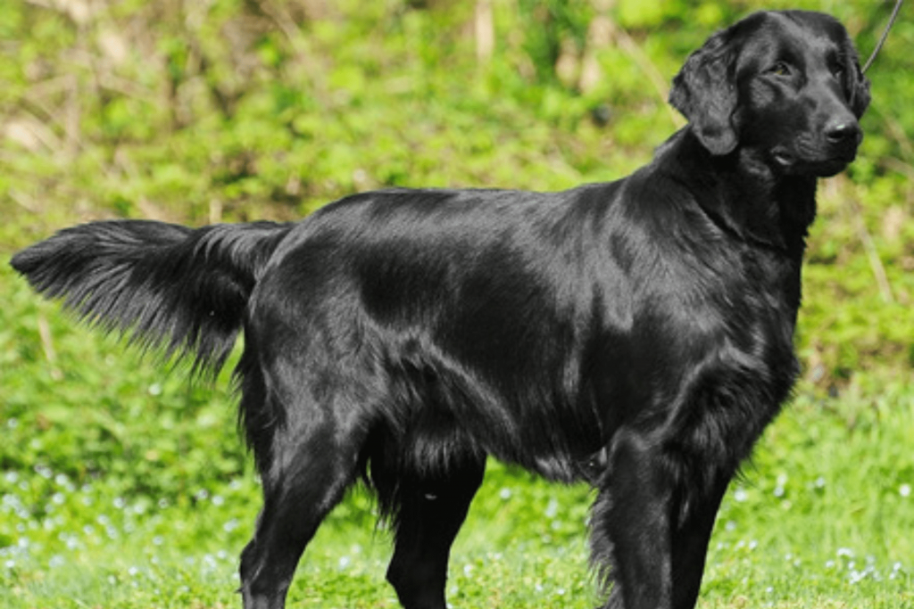 Cachorro Flat-Coated Retriever