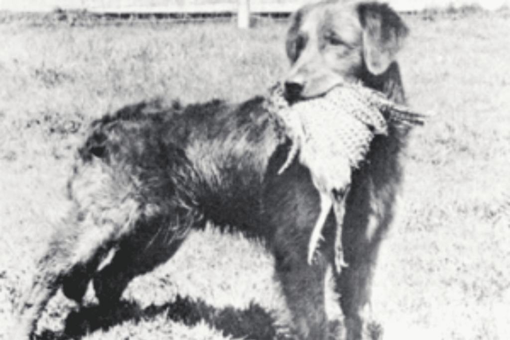 imagem preto e branco da raça Golden Retriever que surgiu e foi desenvolvida por volta do século 19