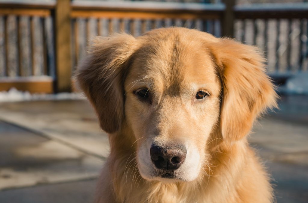 Cachorro Golden Retriever 