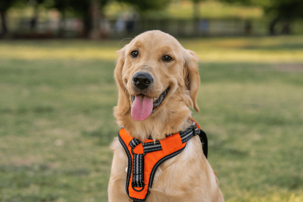 Golden Retriever com a sua guia peitoral laranja, sentado no parque olhando para a câmera