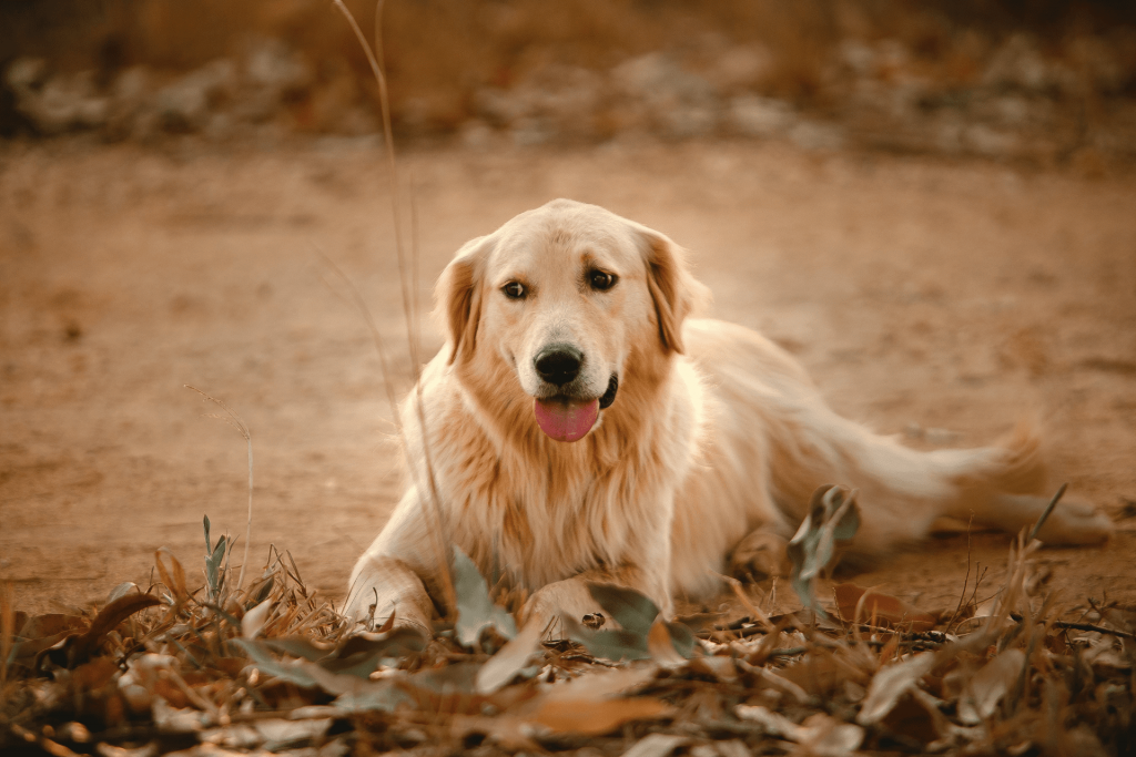 Cachorro Golden Retriever