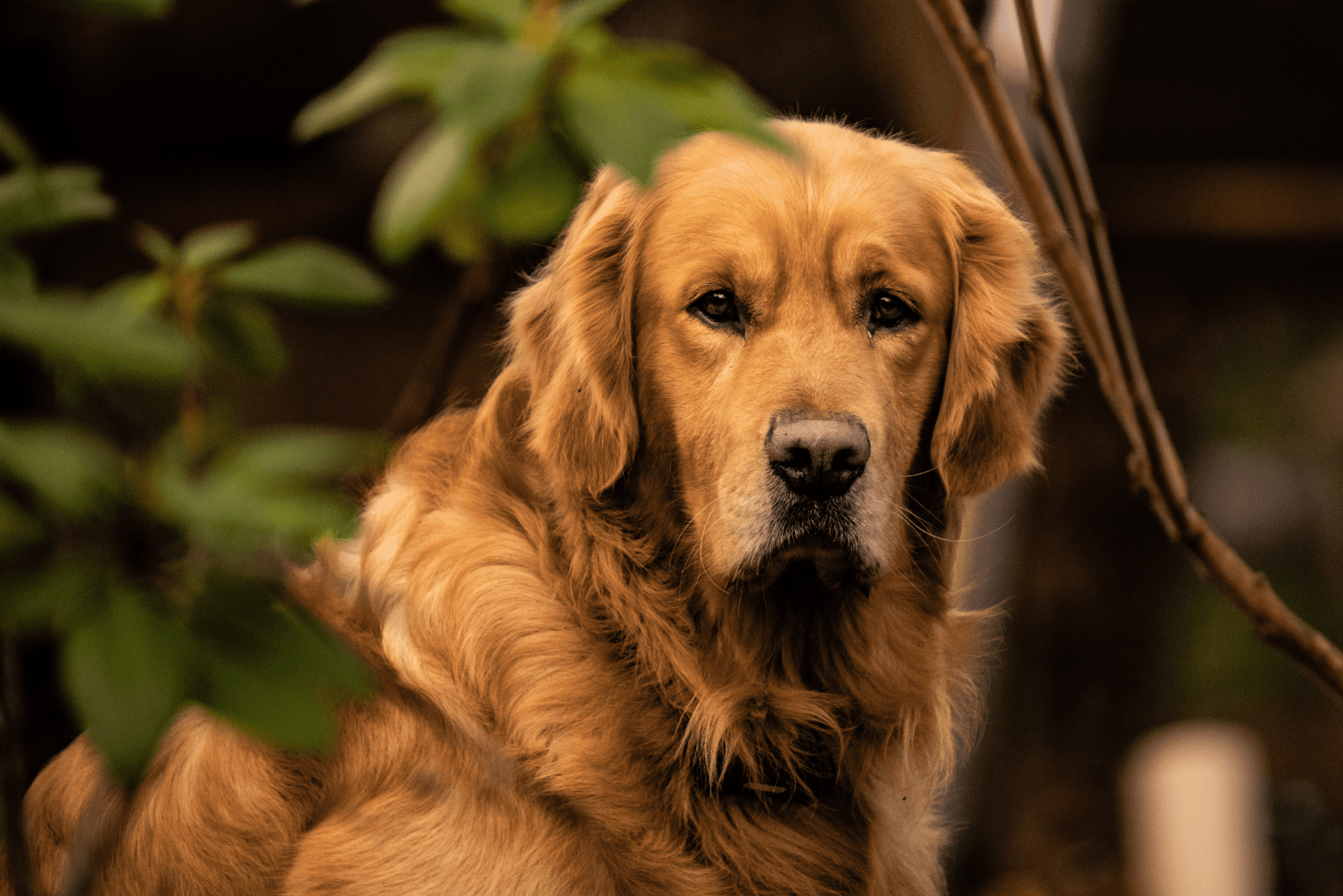 Porque Golden Retriever