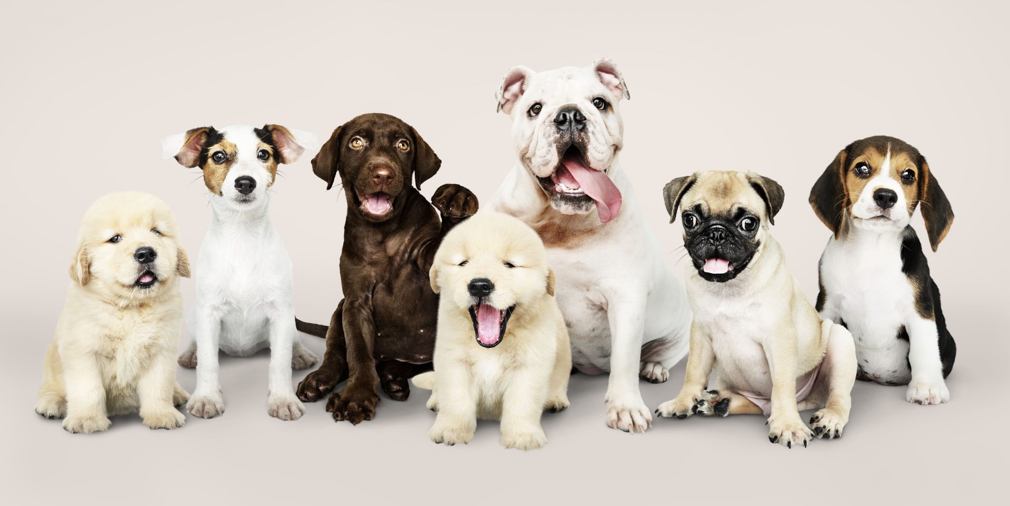 Cachorro mais bravo do Mundo: conheça 5 raças