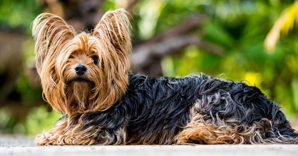 Raças de cachorros para apartamento: conheça o Raça Yorkshire Terrier