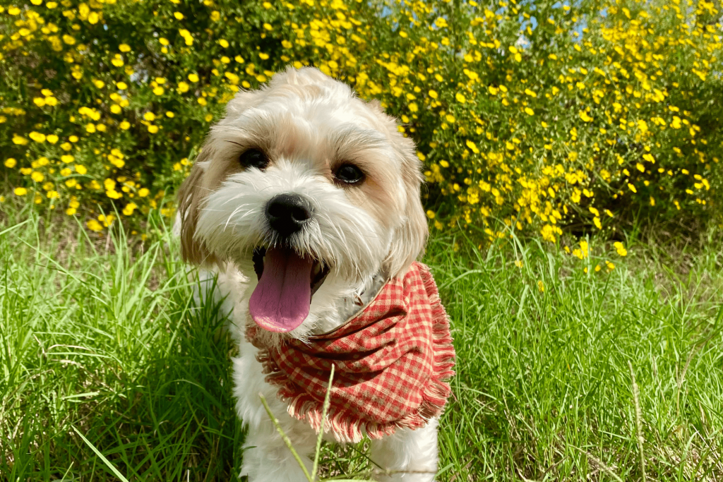 Melhores raças de cachorro para apartamento: shih tzu