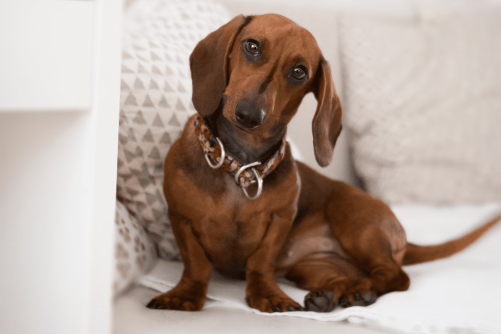 Cachorro para apartamento: Dachshund