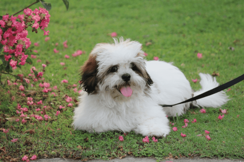 melhores raças de cachorros para apartamento: lhasa apso
