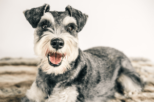 Schnauzer: ótima raça de cachorro para apartamento