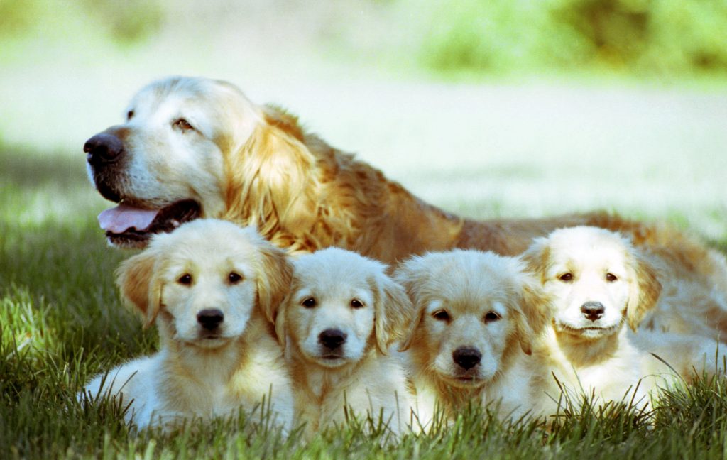 Cachorra fêmea e seus 4 filhotes