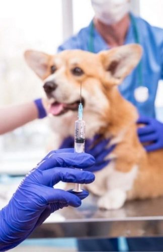 entenda a importância das vacinas para cachorro