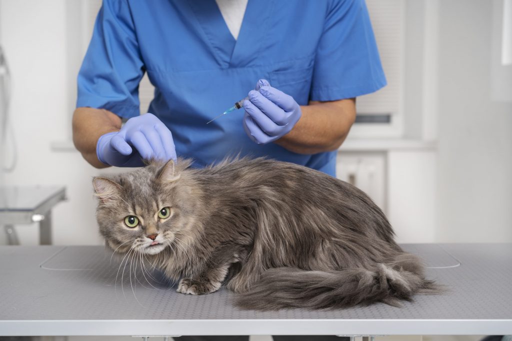 Gato da raça Maine Coon tomando a vacina antirrábica