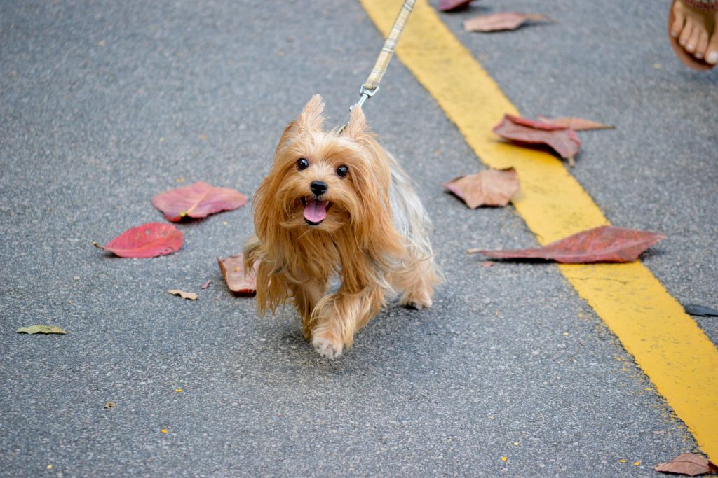 Yorkshire terrier passeando