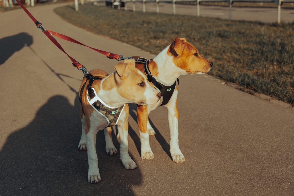 Dois cães passeando em um final de tarde