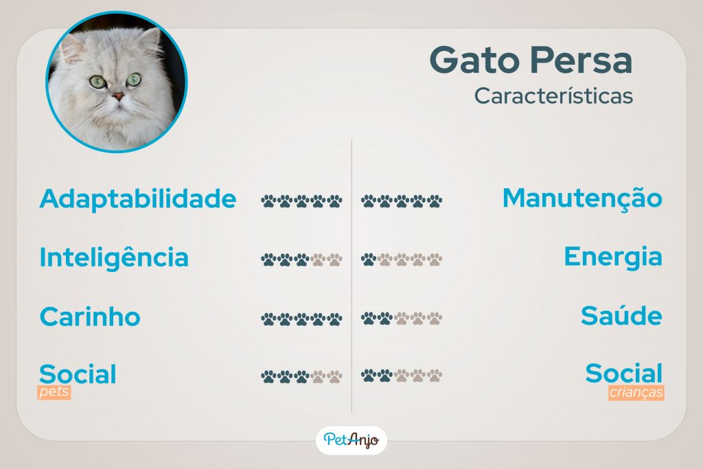 Características do gato Persa