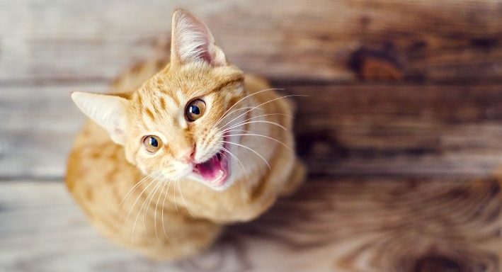 Como Treinar Gato: Dicas Práticas e Eficazes para Adestramento