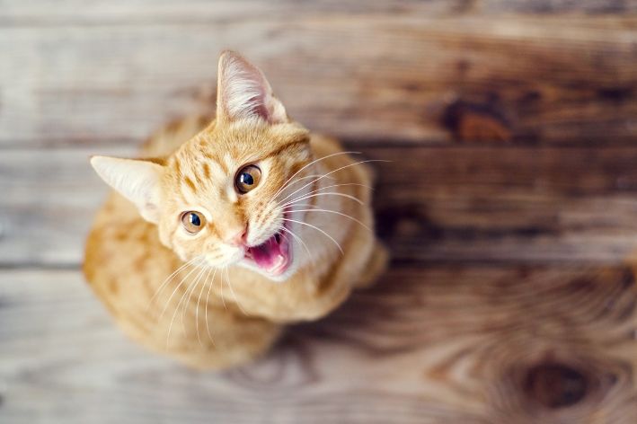 11 SONS DE GATOS e seus SIGNIFICADOS 