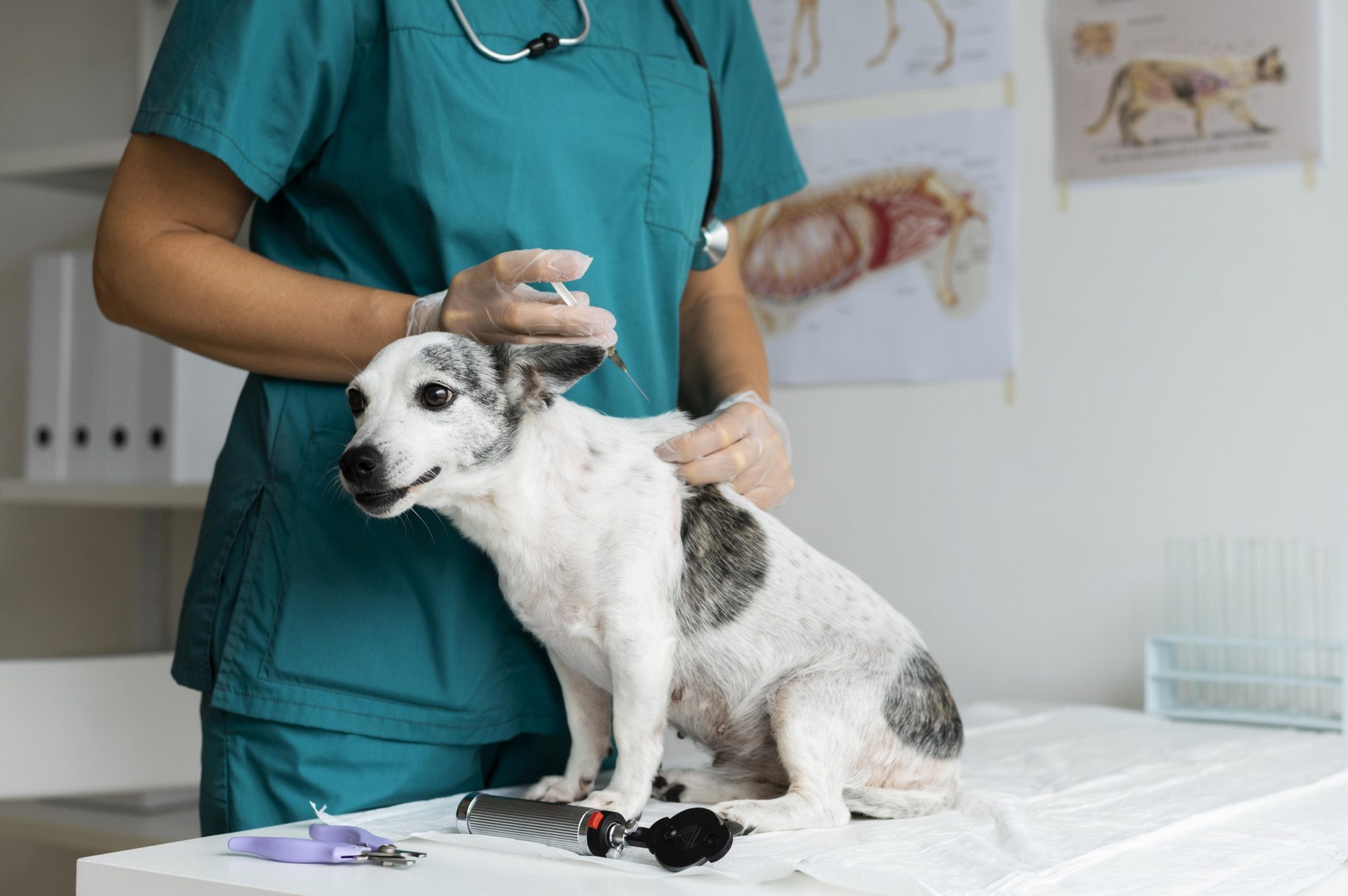 Vacinas para cachorros: entenda a importância e como imunizar seu pet