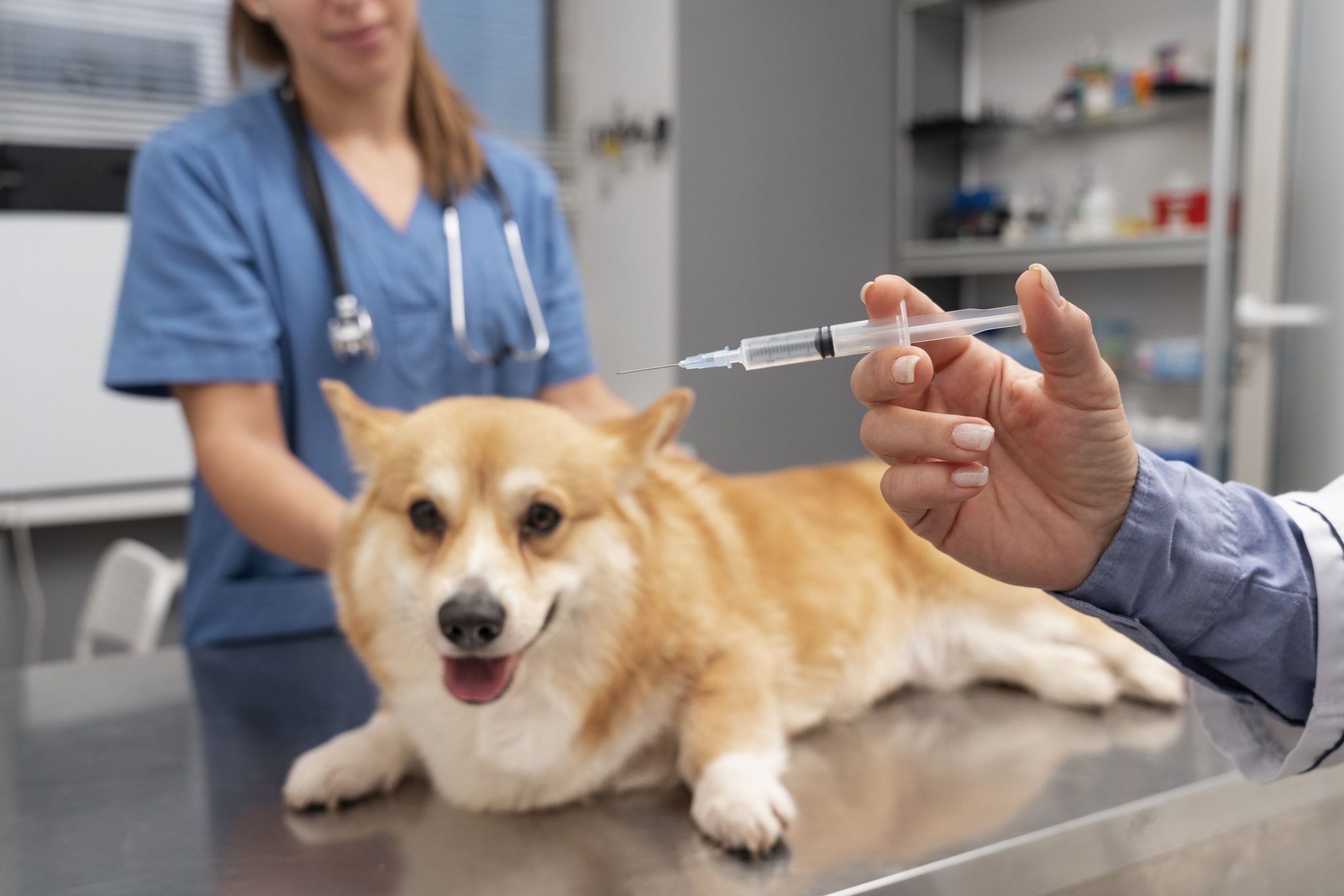 Vacinas para cachorros: entenda a importância e como imunizar seu pet