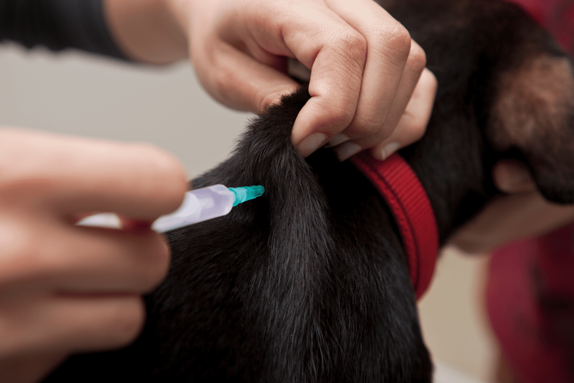Vacinas para cachorros: entenda a importância e como imunizar seu pet