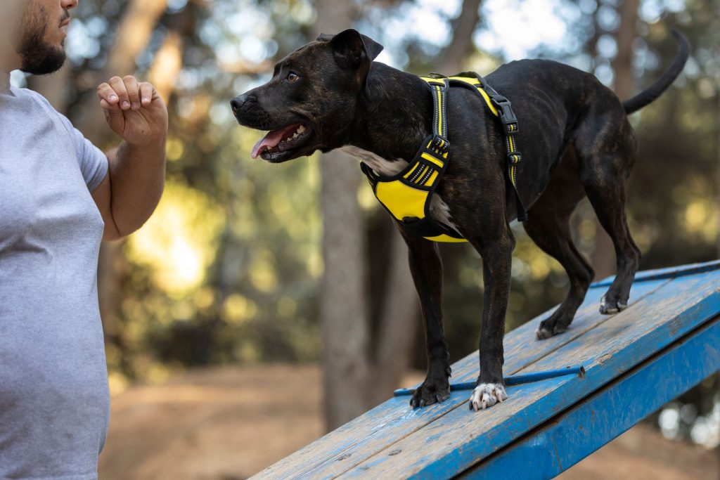 Cão de raça média sendo adestrado em um parque