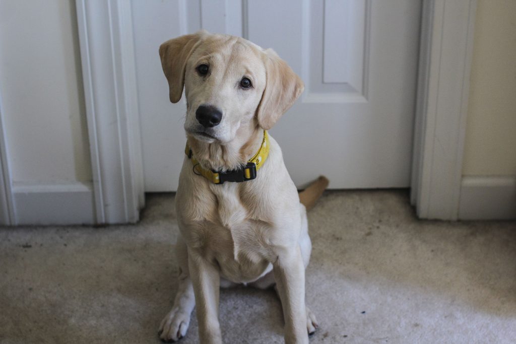 Cachorro filhote da raça Labrador retriever