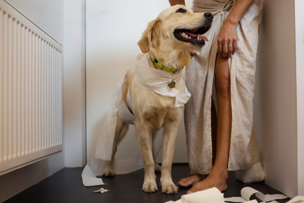 Adestrador de cães: será que o seu pet precisa? Descubra agora!