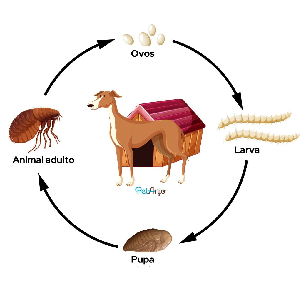 Ciclo de vida da pulga