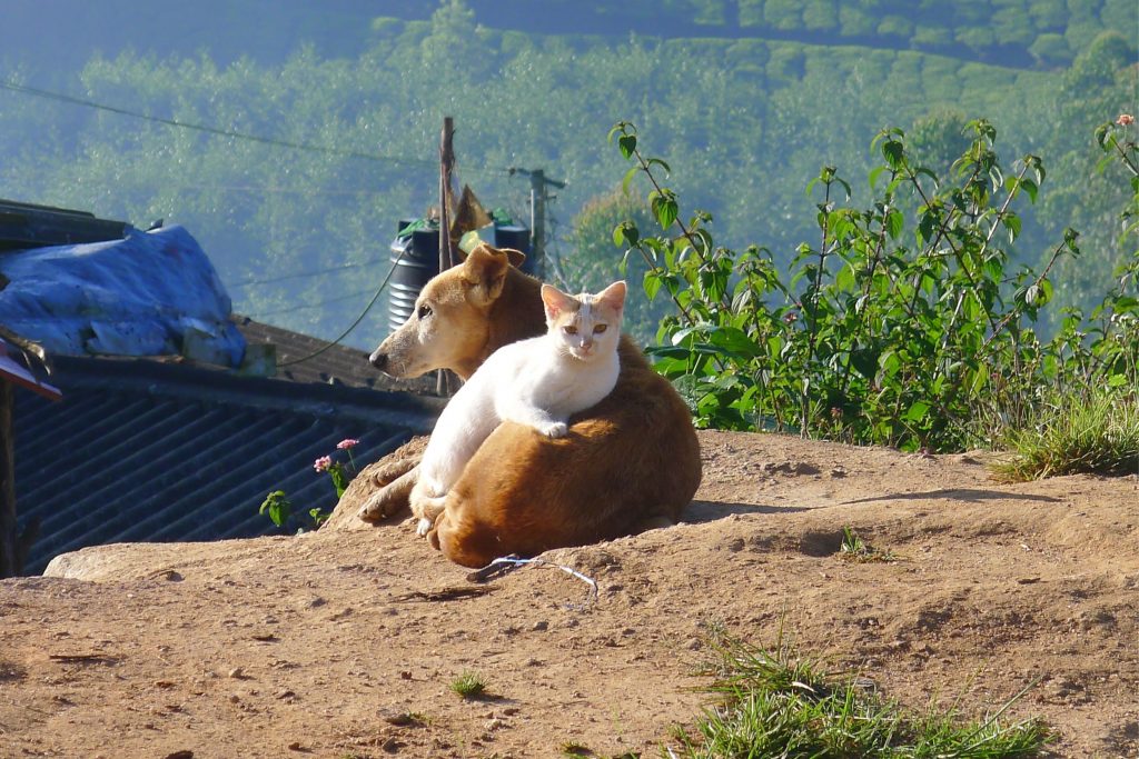 Cão e gato juntos 