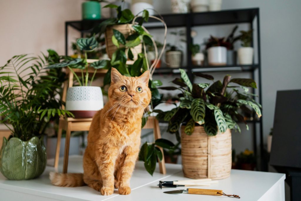 Gato encima da mesa rodeado de plantas